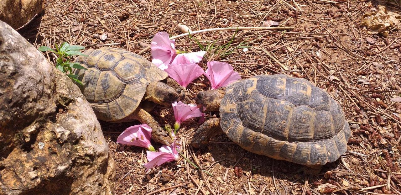 Caravana- Glamping Casa Tortuga La Nucía エクステリア 写真